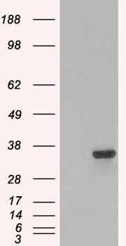 PSMF1 Antibody