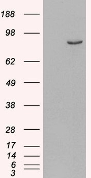 PDE4B Antibody