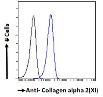 PDE4B Antibody