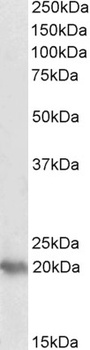 PGRMC2 Antibody