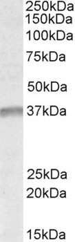 LSP1 Antibody