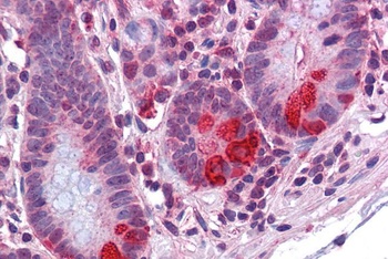 Perilipin Antibody