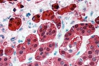 PEBP1 Antibody