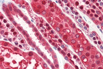 PEBP1 Antibody