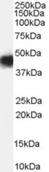 PEBP1 Antibody