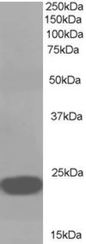 PEBP1 Antibody