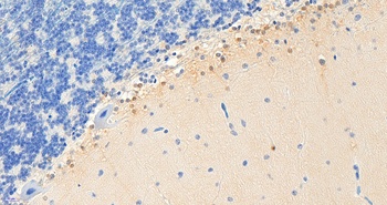 PEBP1 Antibody