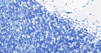 PEBP1 Antibody