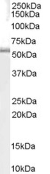 PDK1 Antibody