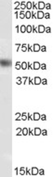 PDIA2 Antibody