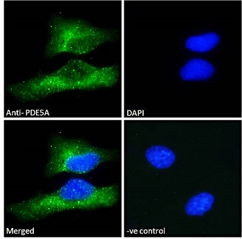 PDE5A Antibody