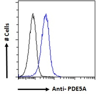 PDE5A Antibody