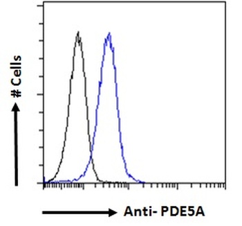 PDE5A Antibody