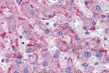 PAX8 Antibody