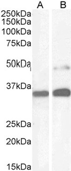PAX8 Antibody