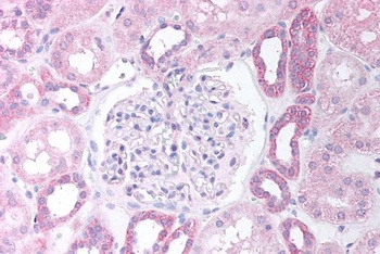 PAX8 Antibody