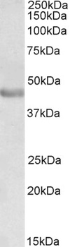 PAX3 Antibody