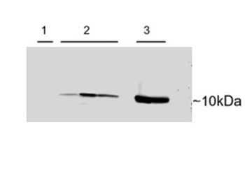 Parvalbumin Antibody