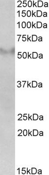 PARP2 Antibody