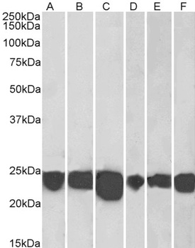 PARK7 Antibody