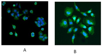 PARK7 Antibody