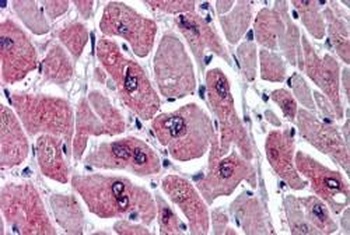 PAR6 alpha Antibody