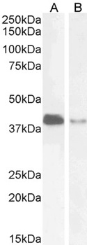 PARD6A Antibody