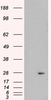 Pallidin Antibody