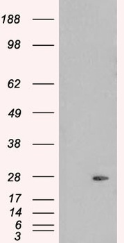 PLDN Antibody