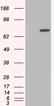 PAD4 Antibody
