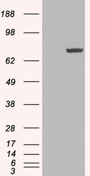 PADI4 Antibody