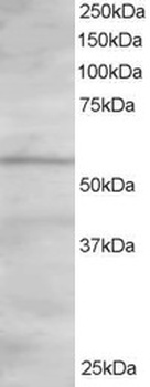 OSBPL2 Antibody