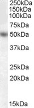 HCRTR2 Antibody