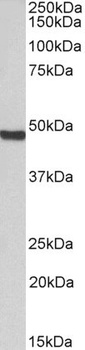 ORC4L Antibody