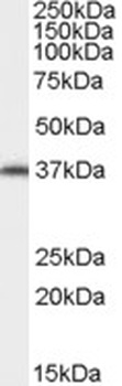 OGG1 Antibody