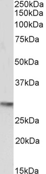 POU5F1 Antibody