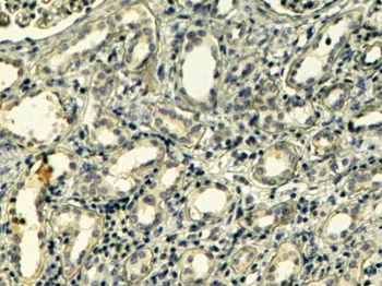 POU5F1 Antibody