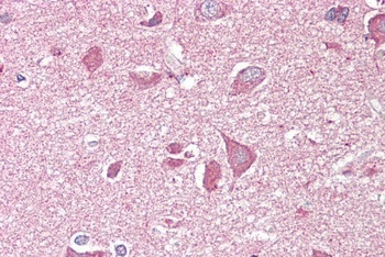 OCAM Antibody
