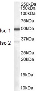 OCAM Antibody