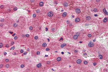 OASIS Antibody