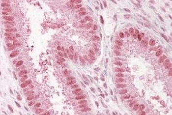 Nup50 Antibody
