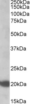 NRAS Antibody