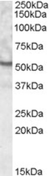 NRAS Antibody