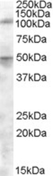 NRAS Antibody