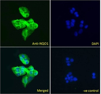 NQO1 Antibody