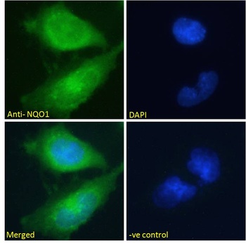 NQO1 Antibody