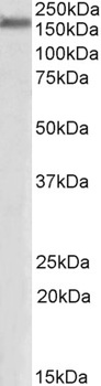 SNX1 Antibody