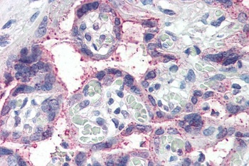 NOTCH3 Antibody
