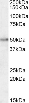 NODAL Antibody