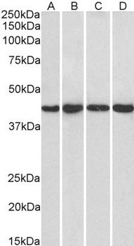 PPP1R8 Antibody